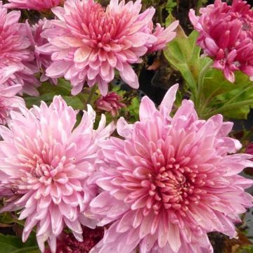 Chrysanthemum indicum Orchid Helen - Crisantemo