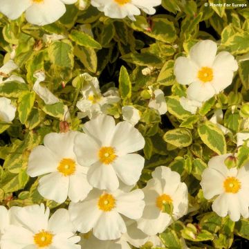Jara blanca - Cistus corbariensis Little Miss Sunshine