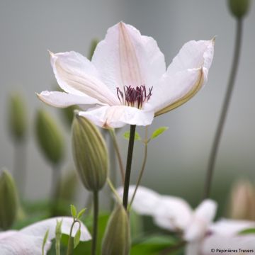 Clematis Jan Pawel II