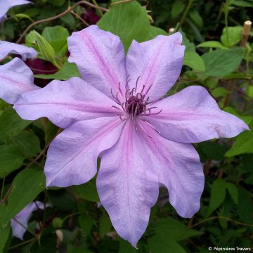 Clematis Moonflet Evipo046