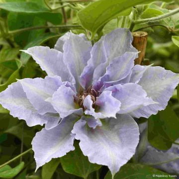 Clematis Tranquilite