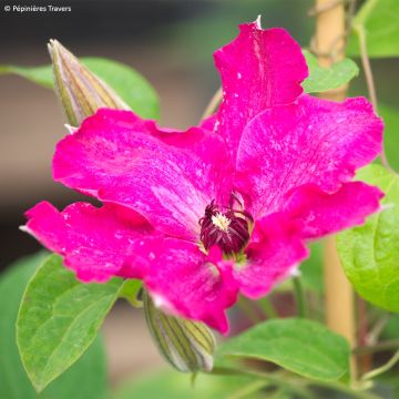 Clematis Viva Polonia