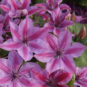 Clematis Mon Cherry