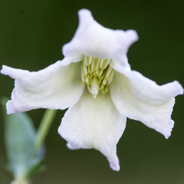 Clematis campaniflora - Clemátide acampanada