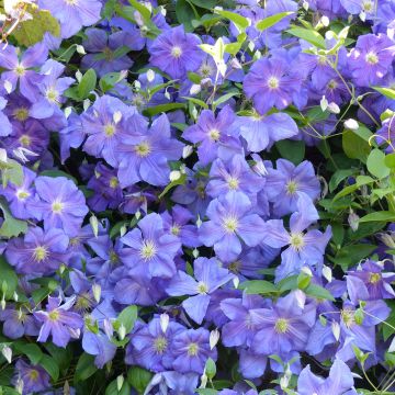 Clematis Perle d'Azur