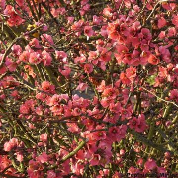 Chaenomeles spathulifolium Eximia - Membrillero de flor