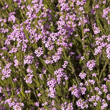 Coleonema pulchrum - Arbusto confeti