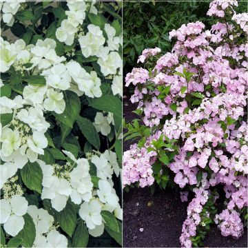 Set of 2 interspecific hortensias