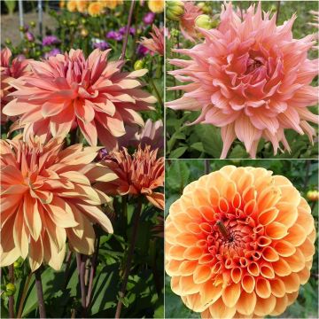 Set of 3 Dahlias for bouquets, apricot tones