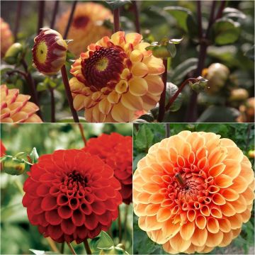 3 dahlias ball collection, warm tones