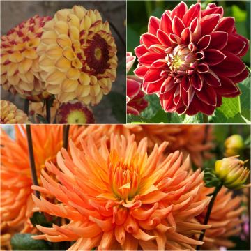 Collection of 3 dahlias for bouquets, warm bicolour tones