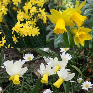 Conjunto de 30 Narcisos tempranos
