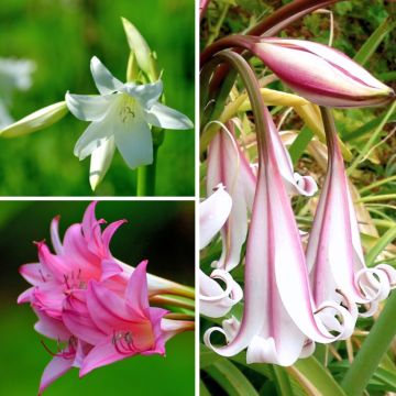 Crinums powelii de la colección