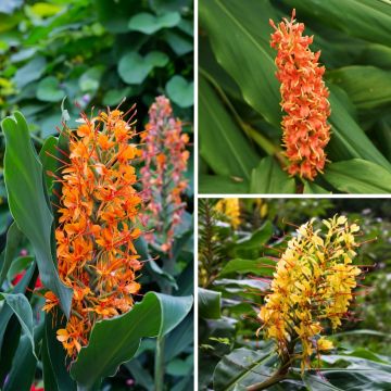 Colección Hedychium - Jengibres ornamentales