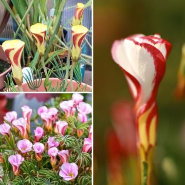 Colección Oxalis para el hogar o Oxalis de primavera.