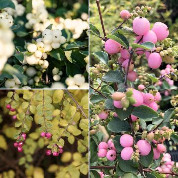 Colección de Symphoricarpos con bayas coloridas