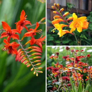 Chispa de crocosmias