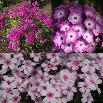 Conjunto de 3 Phlox paniculata enanos