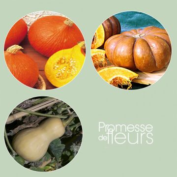 Colección de 3 calabazas de larga conservación