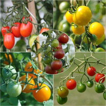 Conjunto de 5 plantas de tomates cherry de colores