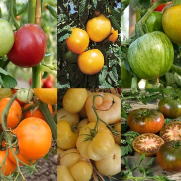 Conjunto de 6 tomates de colores