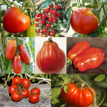 Colección de 8 tomates de formas variadas