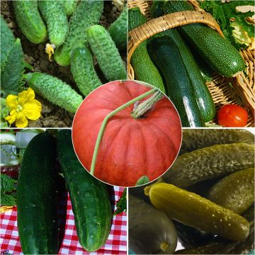 Colección de Cucurbitáceas - Pepino, Pepinillo, Calabacín, Calabaza