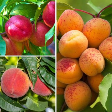 Frutales enanos Colección Frutas amarillas