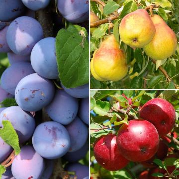 Frutales enanos Colección Cosechas de otoño