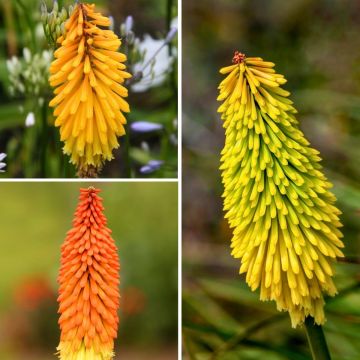 Col Kniphofia