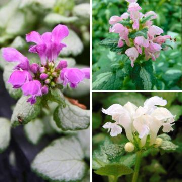 Colección Lamium maculatum a un precio reducido