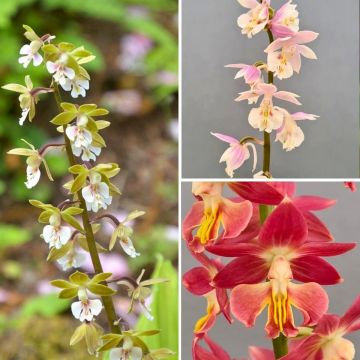 Orquídea vivácea de la colección - Calanthes