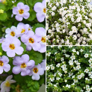 Jardinera de Bacopas para colgar y suspensión