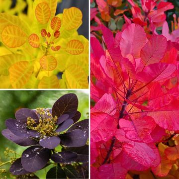 Colección Cotinus - Follajes coloridos