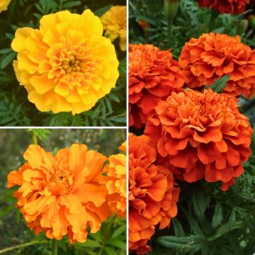 Colección de Tagetes a precios reducidos