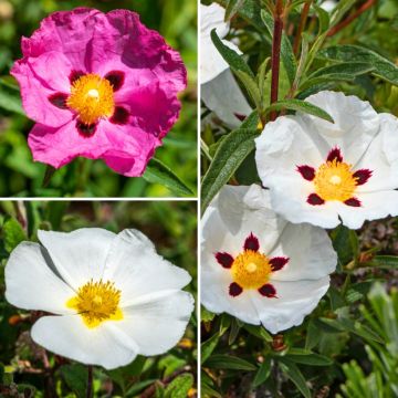 Conjunto de Cistus para Macizo Mediterráneo