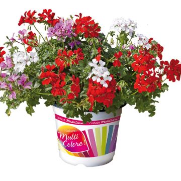 Geranio Villetta Red, Lilac, White- Pelargonium