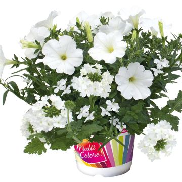 Composición White Pearl - Conjunto de 3 plantas