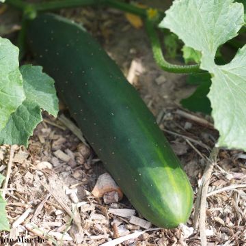 Pepino Marketmore