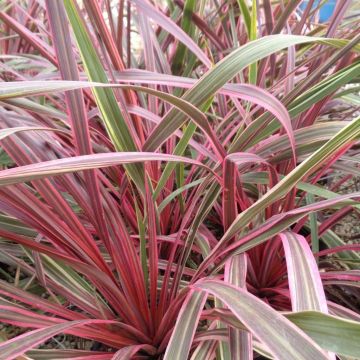 Cordyline banksii Can Can
