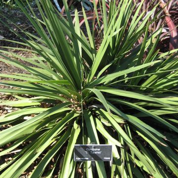 Cordiline Ti Tawhiti- Cordyline australis