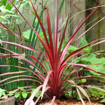 Cordiline Cherry Sensation- Cordyline australis