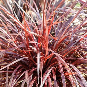 Cordiline Design a Line Burgundy- Cordyline australis