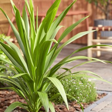 Cordiline Emerald Star- Cordyline australis
