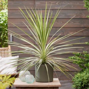 Cordiline Lime Passion- Cordyline australis