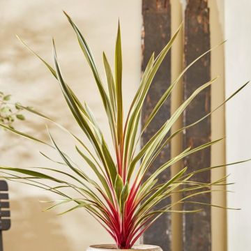 Cordiline Magic Star- Cordyline australis