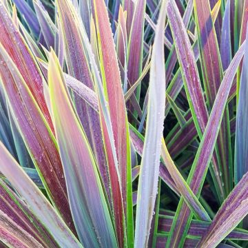 Cordiline Mint Chocolate- Cordyline australis