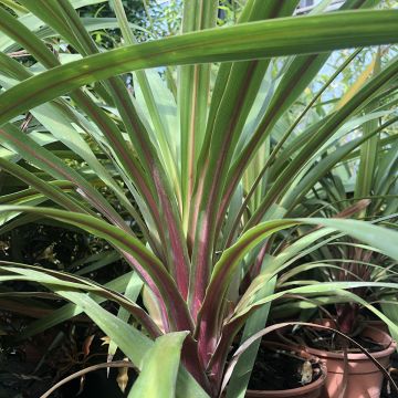 Cordiline Peko- Cordyline australis
