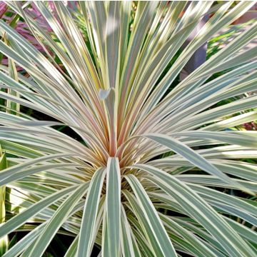 Cordiline Pink Champagne- Cordyline australis