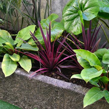 Cordiline Pink passion- Cordyline australis